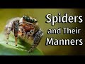 Spiders and Their Manners