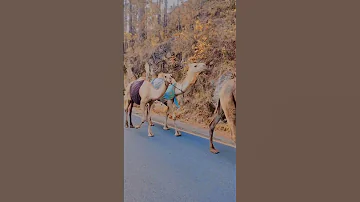 Balaghal Ula Bi Kamaalihi Alizafar Balaghalulabikamaalihi Youtube Shorts Ytshorts 