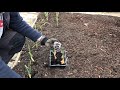 Planting out Elephant Garlic  - Nick&#39;s Allotment Diary #118