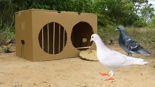 Creative Bird Trap Quick With Single Door Closed Using Cardboard Box