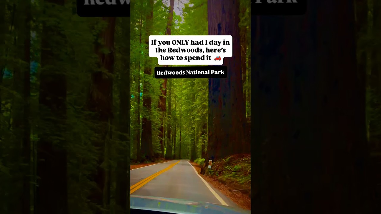 If you only had ONE day in the Redwoods