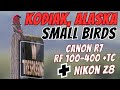 Experience the Magic of Kodiak, Alaska's Small Bird Photography with Nikon Z8 and Canon R7 RF100-400