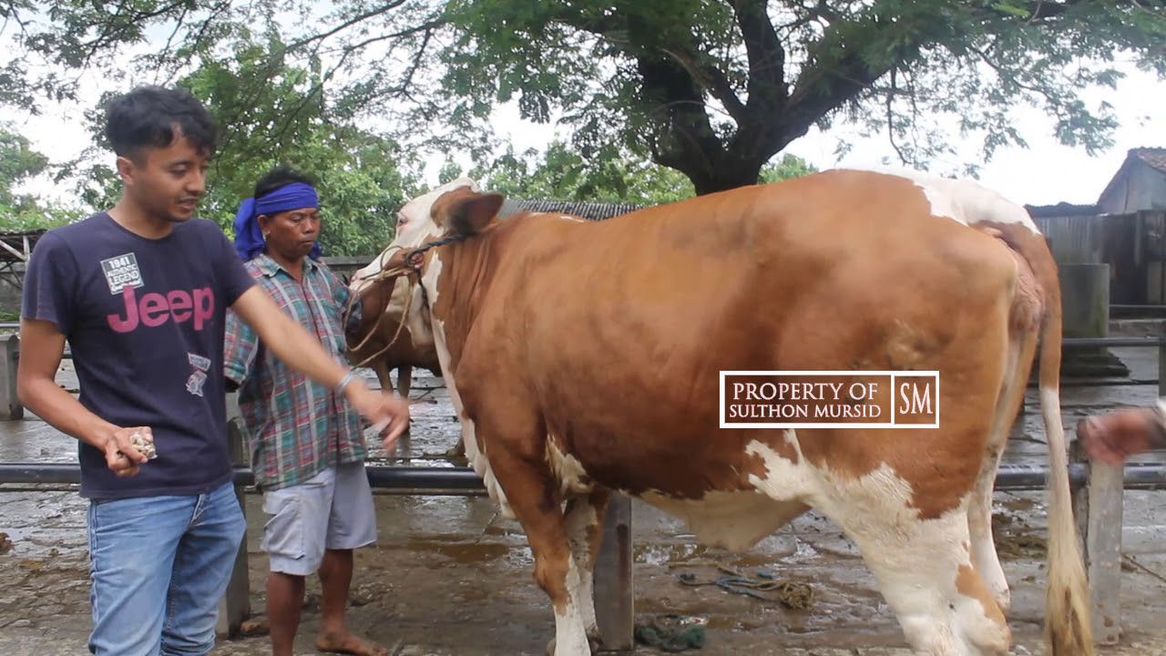 Sapi Simetal Indukan Super JUMBO Sapi Betina Terbesar Di 