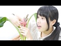 日本初　ピンクのバナナの食レポ動画　2018年版