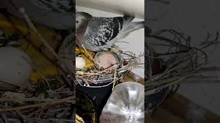 Malutki gołąb Pimpuś Junior 😅🕊️🥰 The Pimpuś Junior pigeon uncover #ptak #gołąb #śmiesznezwierzęta