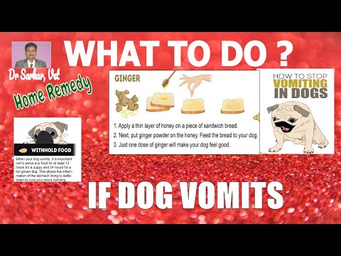 what to do if dog vomits!