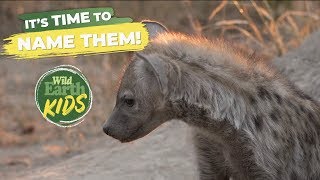 The Djuma Hyena Clan Cubs are Getting Their Names!