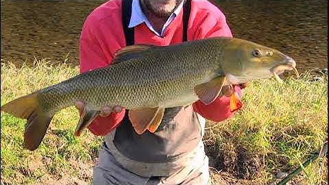 Bob James catching large Barbel on the River Wye