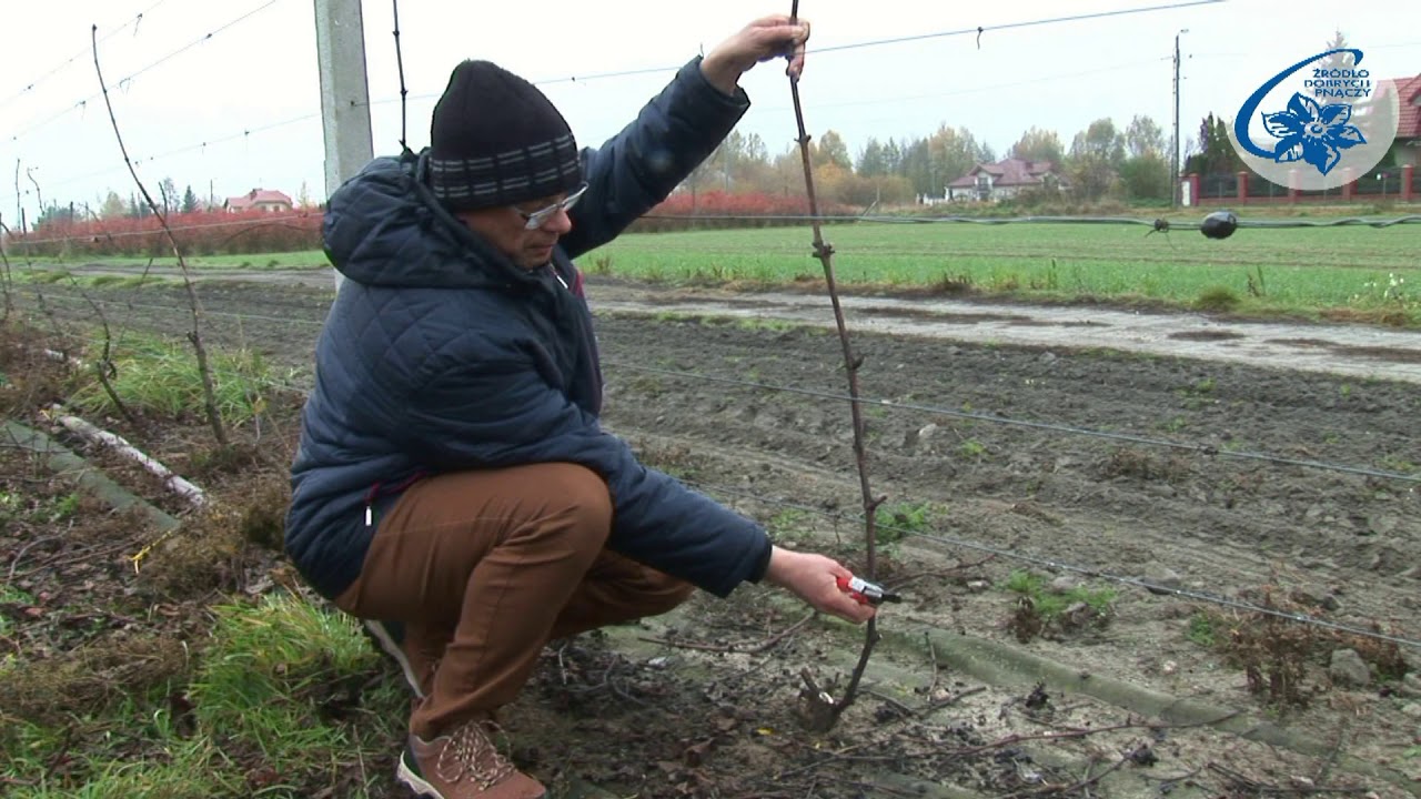 Vitis - cięcie formujące winorośli owocowej - forma prowadzenia 