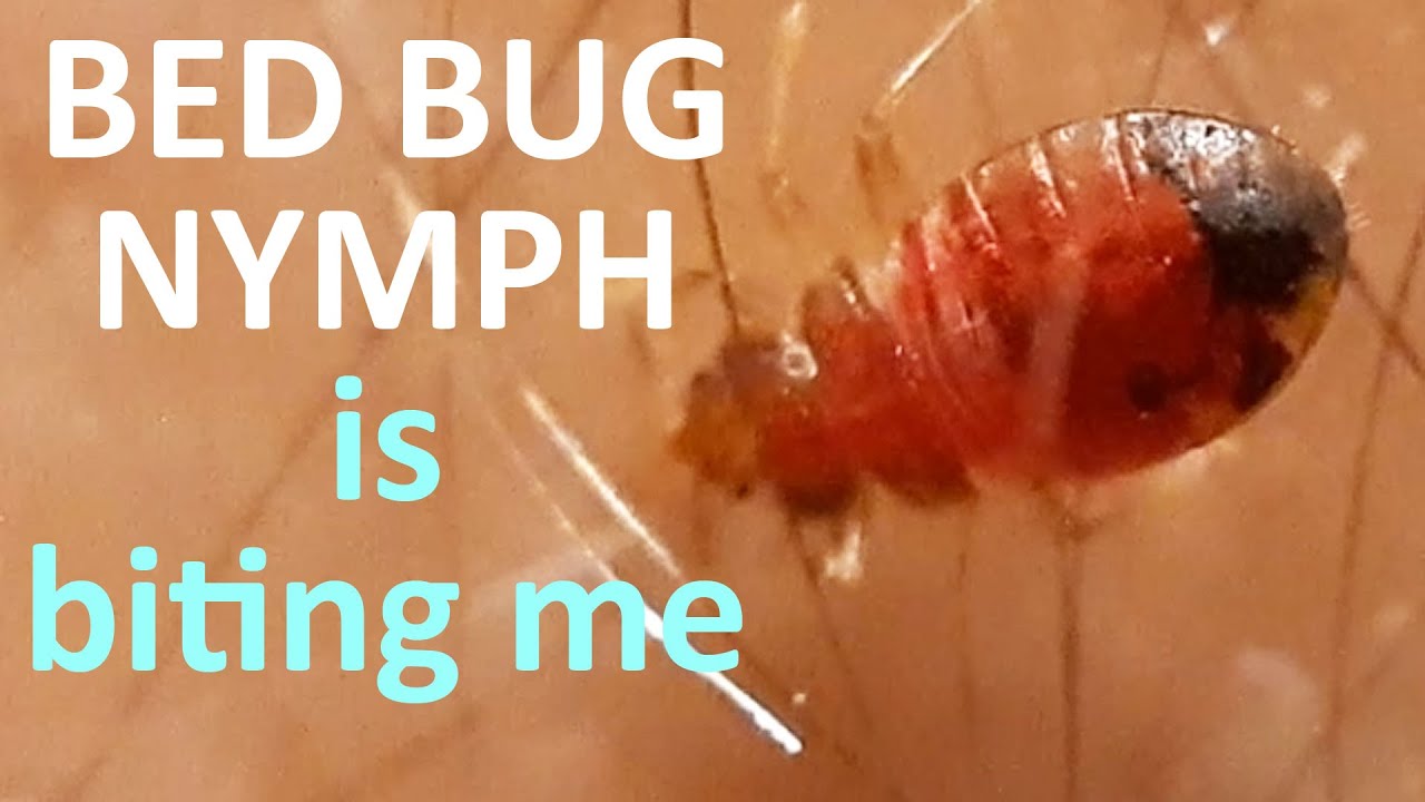 What Does A Nymph Dragonfly Look Like