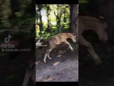 EDITS DE CABALLOS