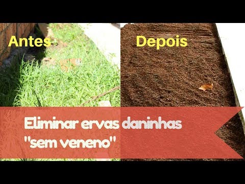 Vídeo: Controle de ervas daninhas em locais apertados - dicas para se livrar de ervas daninhas perto de cercas e paredes