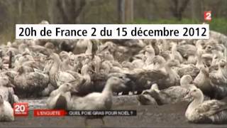 Canards gavés : la vérité sur l'élevage « en plein air »