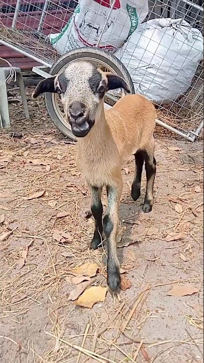 anak biri biri  #neogeo #feed