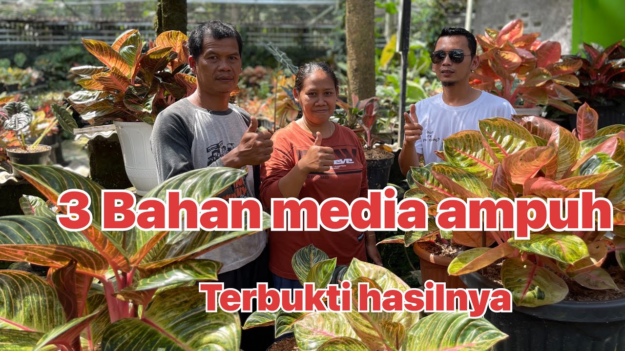 3 bahan media ampuh tanpa pupuk organik terbuktikan hasilnya # pak Gombloh