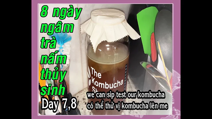 Scoby hình thành thế nào trong 8 ngày lên men kombucha 8 days brewing process