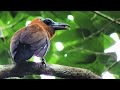 Scariest And Terrifying Birds in the World | Wildlife Documentary for Bird Lovers