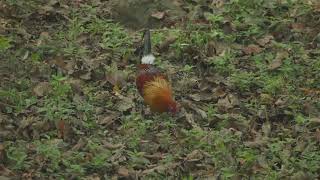 Wild red jungle fowl!