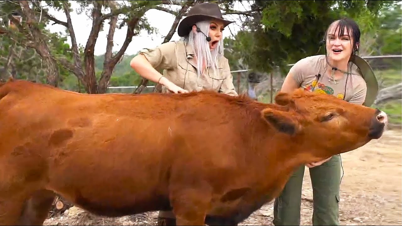 Maya introduces PeachJars and Jessica to Winnie the cow