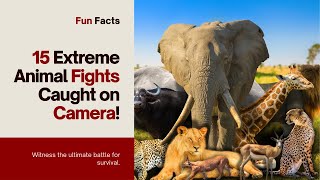 15 EXTREME Wild Animal Fights