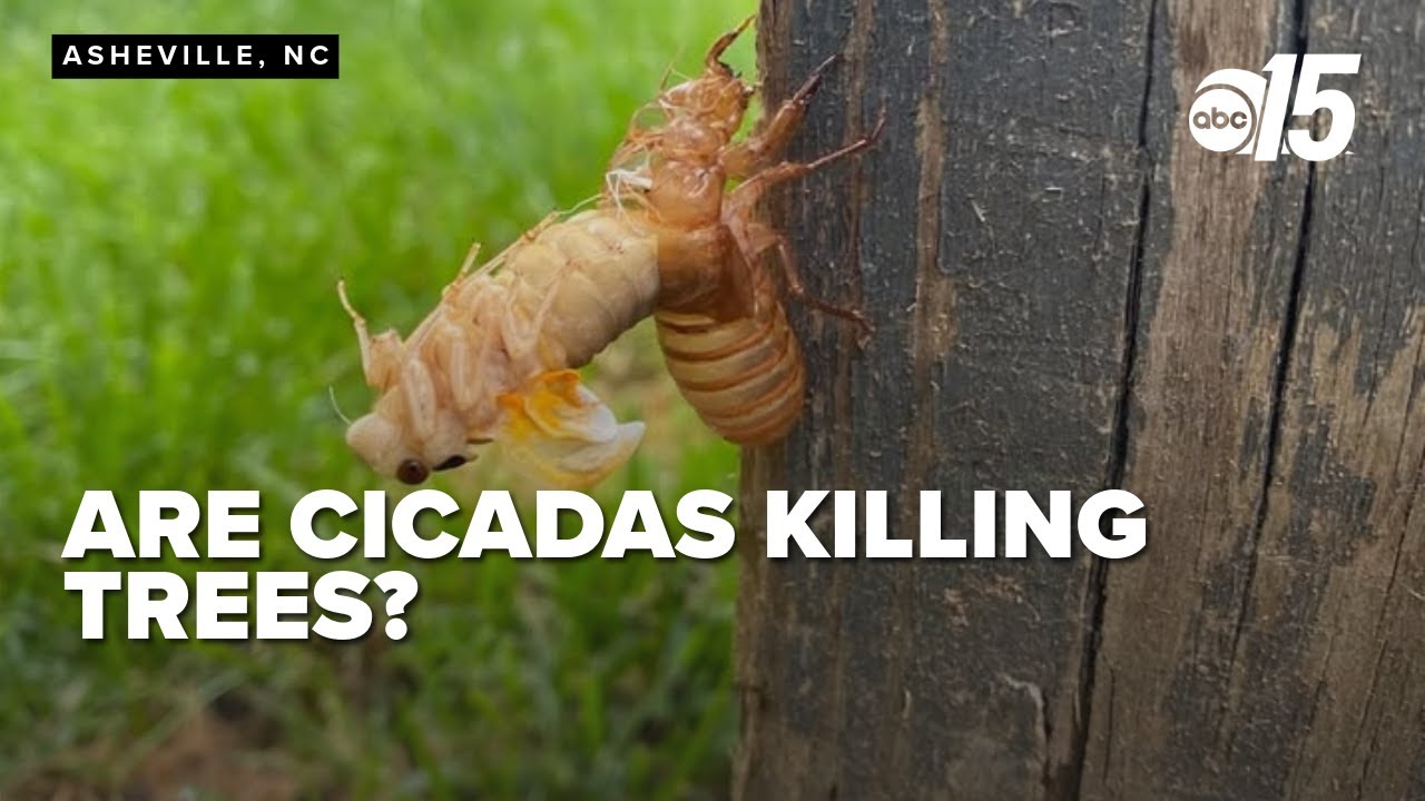 Cicadas are causing damage to trees, expert warns