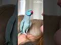 Talking Parrot Interacts Adorably With Owner Mp3 Song