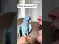 Talking parrot interacts adorably with owner