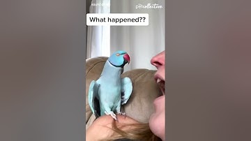 Talking Parrot Interacts Adorably With Owner