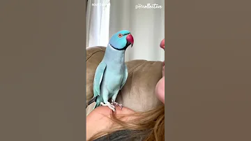 Talking Parrot Interacts Adorably With Owner