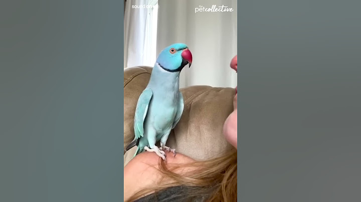 Talking Parrot Interacts Adorably With Owner