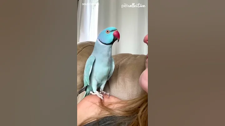 Talking Parrot Interacts Adorably With Owner - DayDayNews