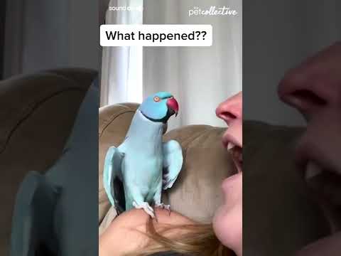 Talking Parrot Interacts Adorably With Owner