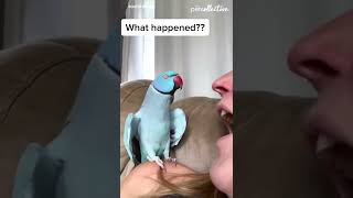 Talking Parrot Interacts Adorably With Owner