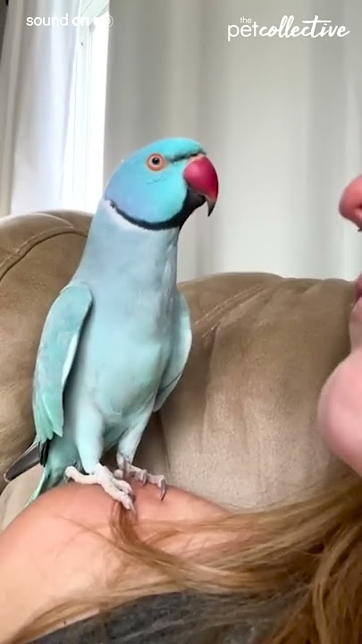 Burung Beo yang Bisa Berbicara Berinteraksi dengan Pemiliknya Secara Menggemaskan
