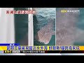 超萌豆腐鯊現蹤淡水外海 好眼熟！疑跨海來玩