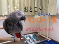おとこ〜♪からのマンゴー!笑 ヨウムのるいちゃん