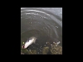 Catfish on gulp minnow