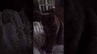 Good morning from Havanna 🦁🐾😻 #shorts