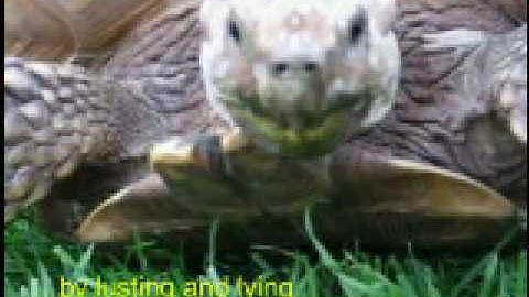 A Song Dedicated To The Memory of Stormy The Rabbit