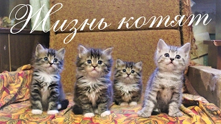 ЖИЗНЬ КОТЯТ. Кошка, Кот, Котята, Собака, Пёс, Ворона и Голубь ЖИЗНЬ КОТЯТ. Кошка, Кот, Котята, Собака, Пёс, Ворона и Голубь