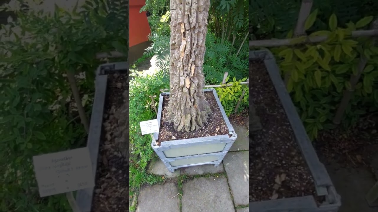 Agavaceae Nolina longifoli 