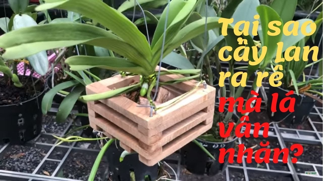 Tại sao cây lan ra rễ mà lá vẫn nhăn? - YouTube