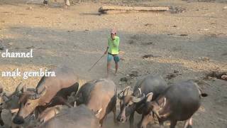 Download lagu Suara Hewan Kerbau, video lucu KERBAU MANDI DI SUNGAI
