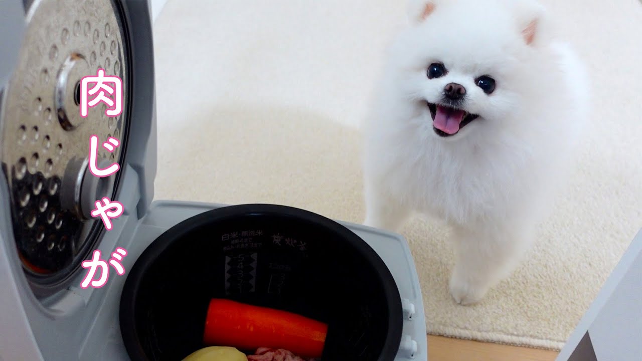 【炊飯器ポメ】愛犬に肉じゃがを作ったら爆食してくれました