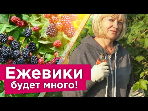 ЕЖЕВИКА ЗАСЫПЕТ ЯГОДАМИ, ЕСЛИ СДЕЛАТЬ ЭТО В СЕНТЯБРЕ! Обрезка, подкормка и уход за ежевикой осенью