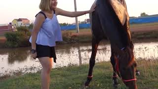 Funny girl training horse how to care horse in beginner