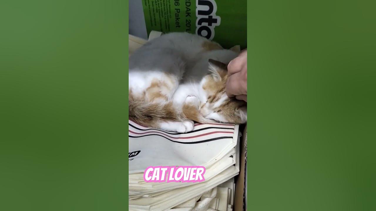 b-m-de-kedi-there-is-a-discount-on-cats-at-b-m-buy-a-cat-get-free-cat