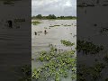 #cienaga #caiman Pepe el amigo 🐊