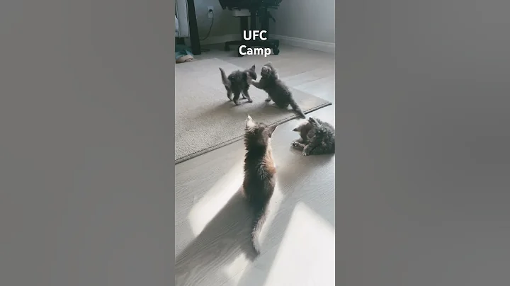 Video 3397671: mainecooncat mainecoons cat, mainecooncats catlover kitty cute