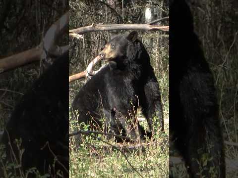 موسم الدب 2025 الجزء الثاني